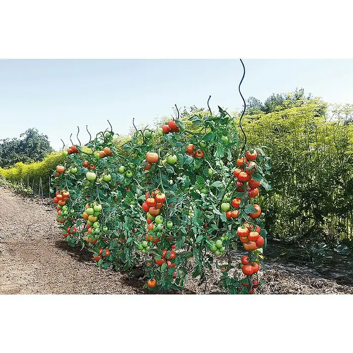 Nortene Potporanj za rajčice - Duljina: 170 cm - Živopisni prikaz