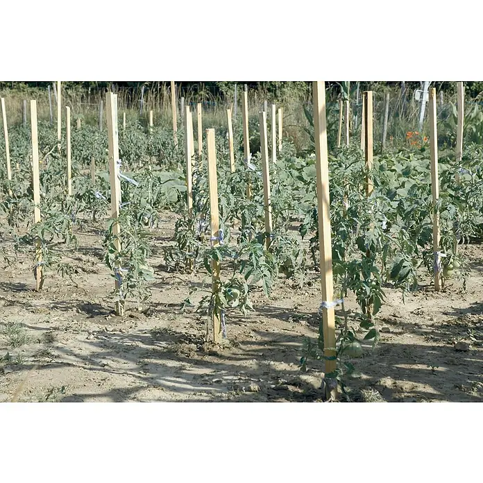 Nortene Potporni štap za biljke - Visina: 170 cm - Živopisni prikaz