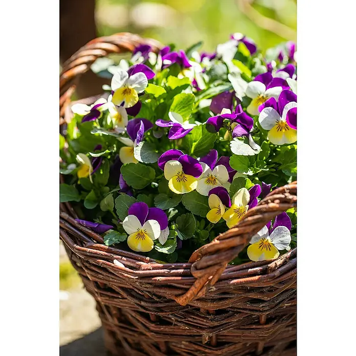 Piardino Hornveilchen 10er Clayette - Viola cornuta, Topfgröße: 9 cm, 10 Stk. - Detailaufnahme