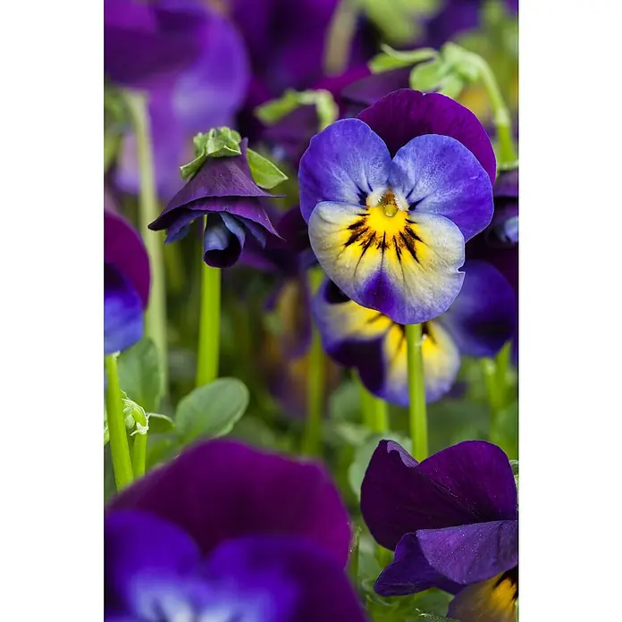 Piardino Hornveilchen 10er Clayette - Viola cornuta, Topfgröße: 9 cm, 10 Stk. - Detailaufnahme