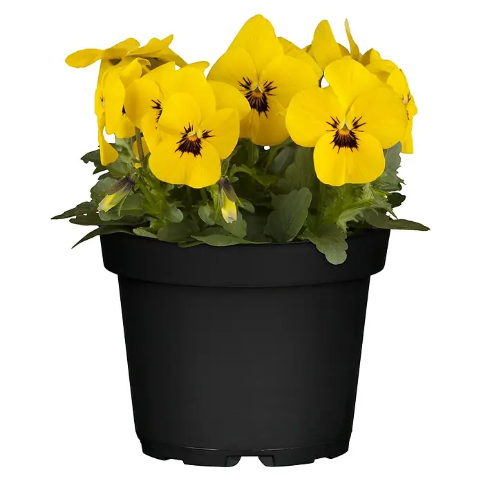 Piardino Hornveilchen - Viola cornuta, Topfgröße: 13 cm - Vorderansicht