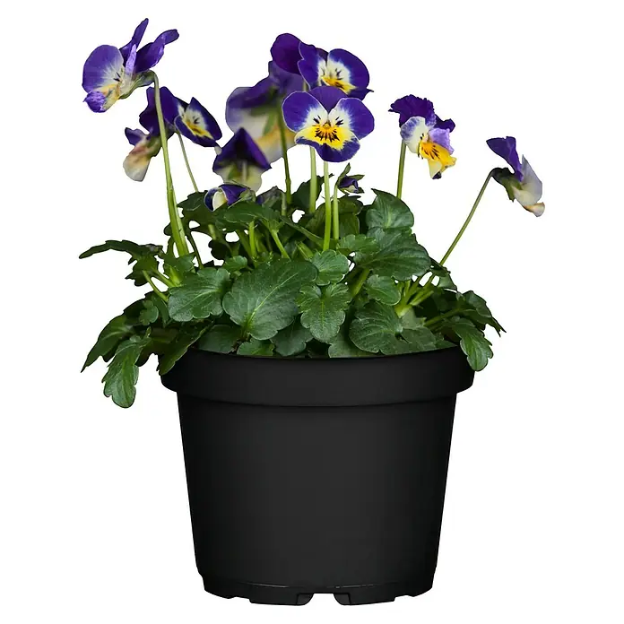 Piardino Hornveilchen - Viola cornuta, Topfgröße: 13 cm - Vorderansicht