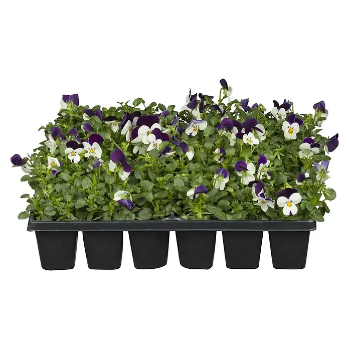 Piardino Hornveilchen 10er Clayette - Viola cornuta, Topfgröße: 9 cm, 10 Stk. - Diagonale Ansicht