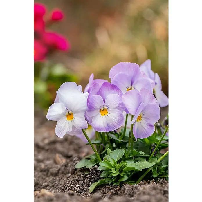 Piardino Hornveilchen 10er Clayette - Viola cornuta, Topfgröße: 9 cm, 10 Stk. - Detailaufnahme
