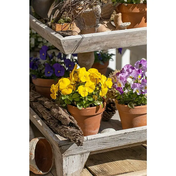 Piardino Hornveilchen 10er Clayette - Viola cornuta, Topfgröße: 9 cm, 10 Stk. - Detailaufnahme