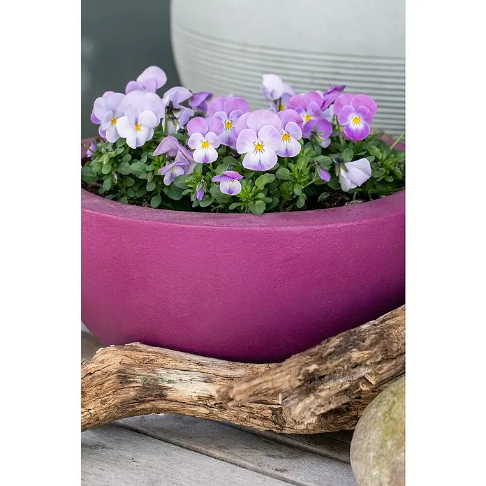 Piardino Hornveilchen 10er Clayette - Viola cornuta, Topfgröße: 9 cm, 10 Stk. - Detailaufnahme