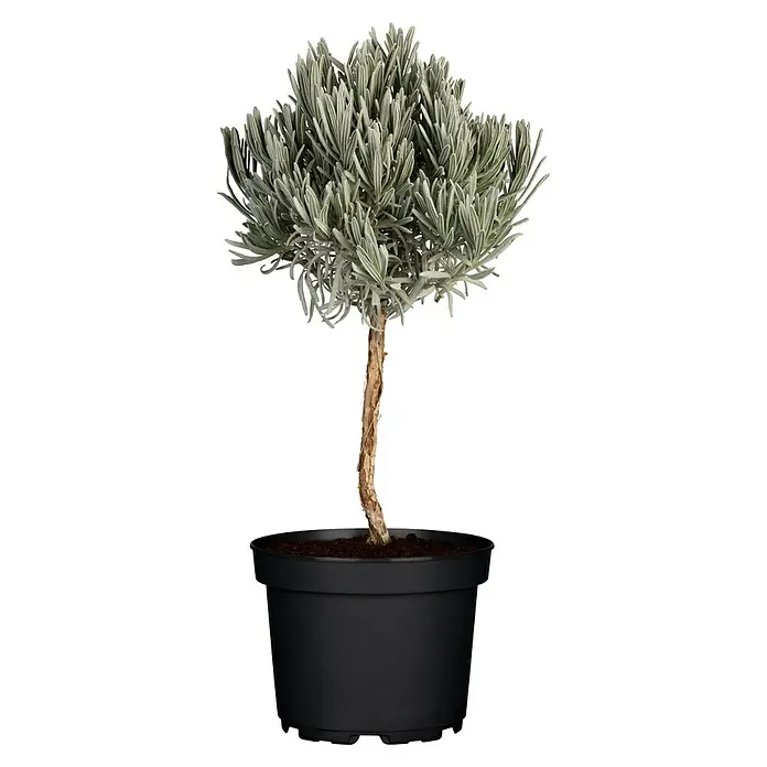 Piardino Lavendel Stämmchen - Lavendula angustifolium, Topfgröße: 14 cm, Lavendelblau - Vorderansicht