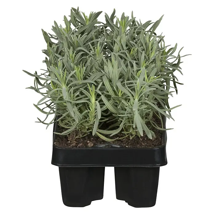 Piardino Lavendel 6er Pack - Lavandula angustifolium, Topfgröße: 9 cm, Lavendelblau - Diagonale Ansicht
