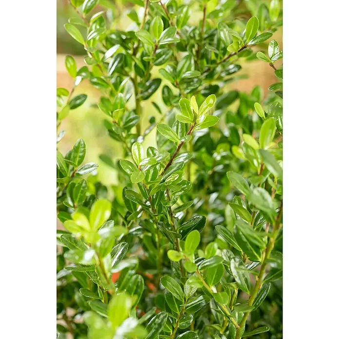 Bergilex - Ilex crenata 'Robustico', Topfvolumen: 10 l, Aktuelle Wuchshöhe: 80 cm - 100 cm - Stimmungsaufnahme