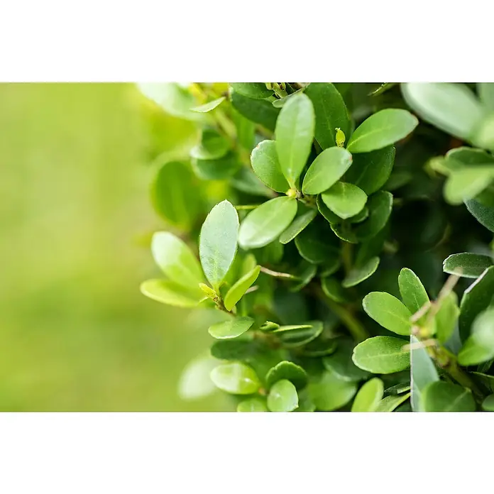 Japan-Stechpalme 'Robustico' - Ilex crenata 'Robustico', Blütenfarbe: Cremeweiß - Detailaufnahme