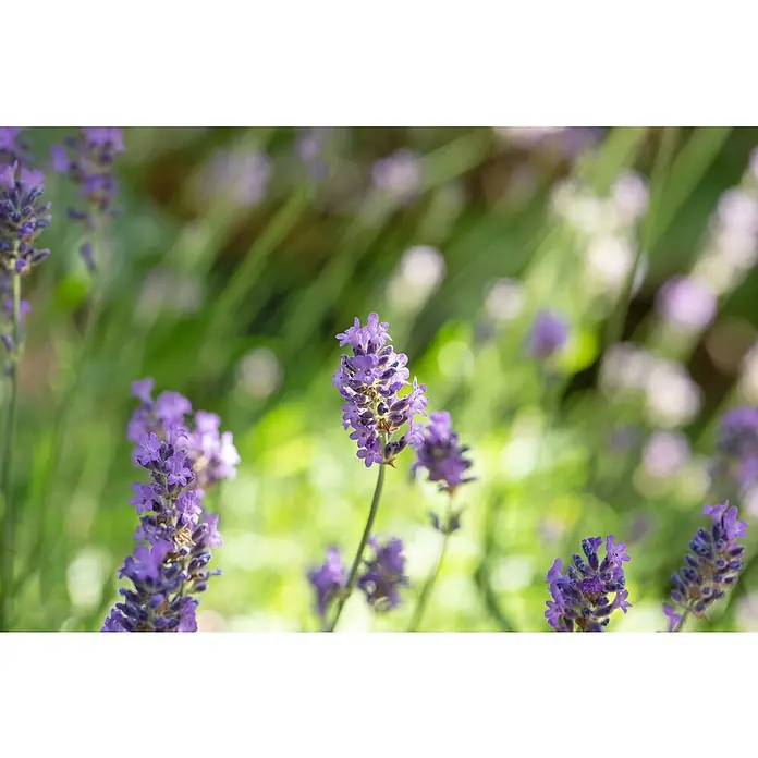 Piardino Lavendel 6er Pack - Lavandula angustifolium, Topfgröße: 9 cm, Lavendelblau - Detailaufnahme
