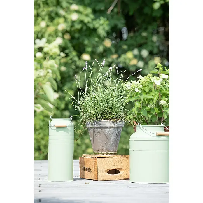 Piardino Lavendel 6er Pack - Lavandula angustifolium, Topfgröße: 9 cm, Lavendelblau - Stimmungsaufnahme