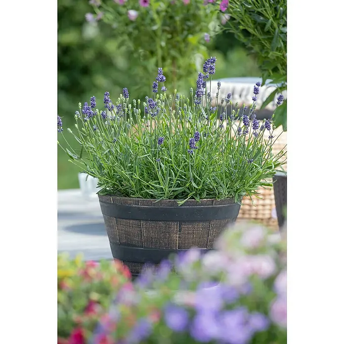 Piardino Lavendel 6er Pack - Lavandula angustifolium, Topfgröße: 9 cm, Lavendelblau - Stimmungsaufnahme