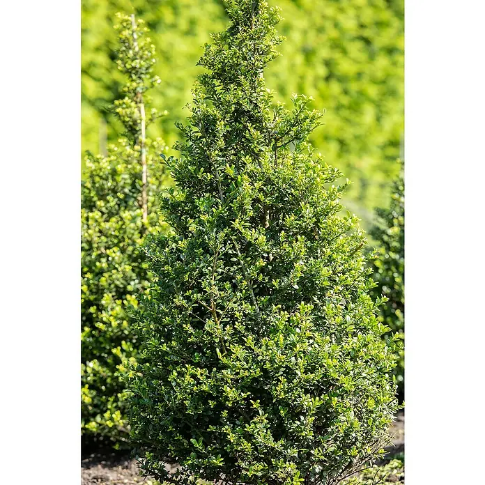 Bergilex - Ilex crenata 'Robustico', Topfvolumen: 10 l, Aktuelle Wuchshöhe: 80 cm - 100 cm - Stimmungsaufnahme