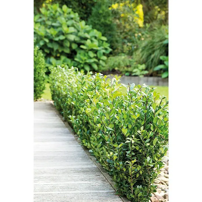 Bergilex - Ilex crenata 'Robustico' - Stimmungsaufnahme