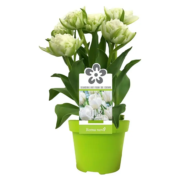 Piardino Frühlingsblumenzwiebeln Popcorn - Tulipa 'Popcorn', 1 Stk. - Vorderansicht