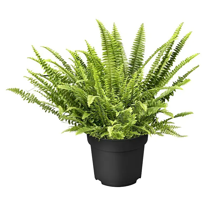 Piardino Schwertfarn - Nephrolepis exaltata, Topfgröße: 17 cm, Mittelgrün - Vorderansicht
