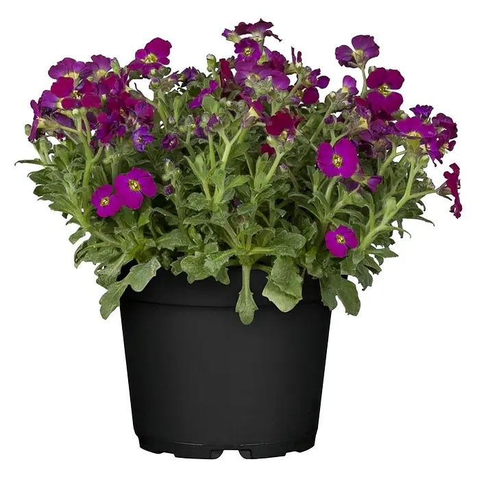 Piardino Blaukissen - Aubrieta x cultorum, Violett, Topfgröße: 13 cm - Vorderansicht