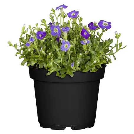 Piardino  Blaukissen