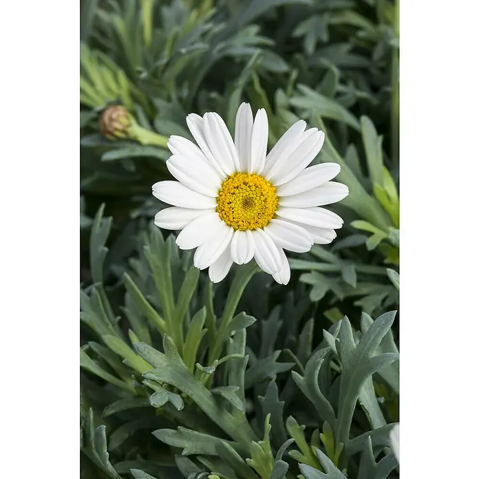 Piardino Strauchmargerite - Argyranthemum frutescens, Topfgröße: 14 cm, Weiß - Detailaufnahme