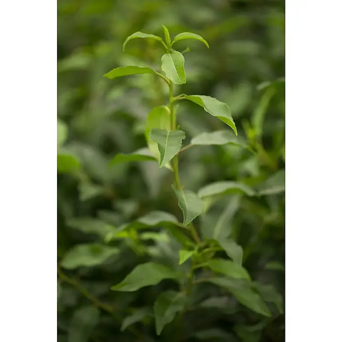 Piardino Portugiesische Lorbeerkirsche - Prunus lusitanica Angustifolia, Niederstamm, Topfgröße: 26 cm - Detailaufnahme