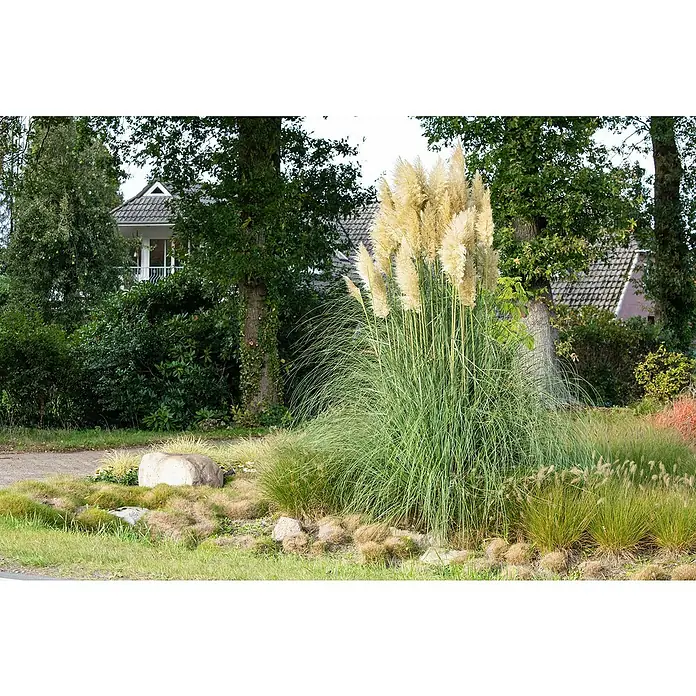 Piardino Pampasgras - Cortaderia selloana, Topfgröße: 23 cm, Blütenfarbe: Weiß - Stimmungsaufnahme
