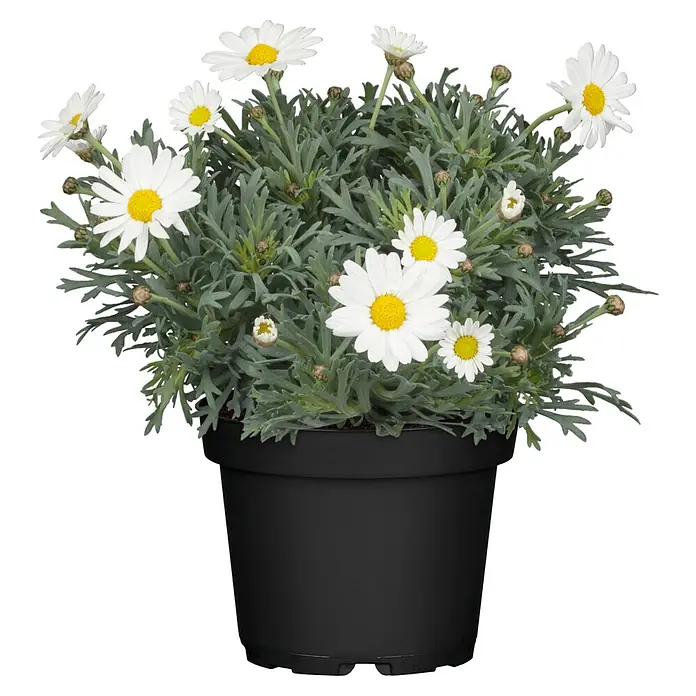 Piardino Strauchmargerite - Argyranthemum frutescens, Topfgröße: 14 cm, Weiß - Vorderansicht