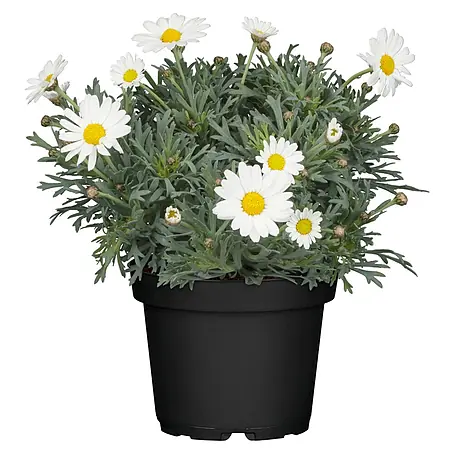 Piardino  Strauchmargerite