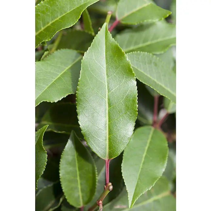 Piardino Portugiesische Lorbeerkirsche - Prunus lusitanica Angustifolia, Niederstamm, Topfgröße: 26 cm - Detailaufnahme