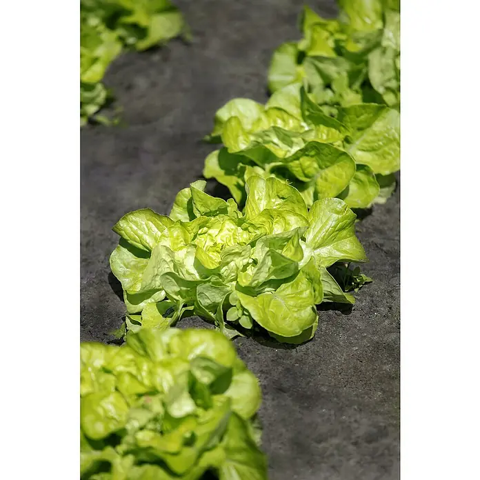 Piardino Kopfsalat Bio - Lactuca sativa var. capitata, Erntezeit: April - Oktober - Stimmungsaufnahme