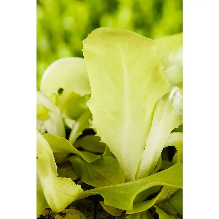 Piardino Gemüsepflanzen-Set Bio - 6 Stk., Lactuca sativa capitata, Erntezeit: April - Oktober - Detailaufnahme