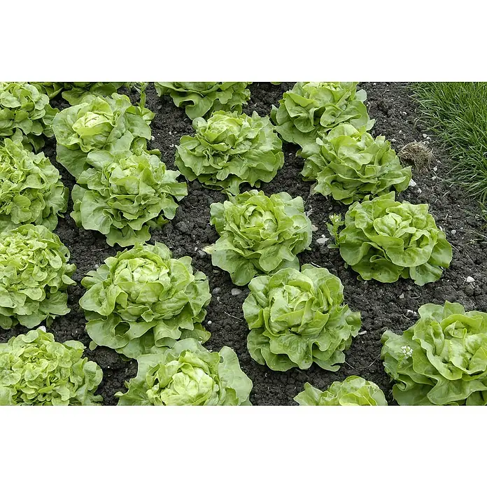 Piardino Gemüsepflanzen-Set Bio - 6 Stk., Lactuca sativa capitata, Erntezeit: April - Oktober - Stimmungsaufnahme