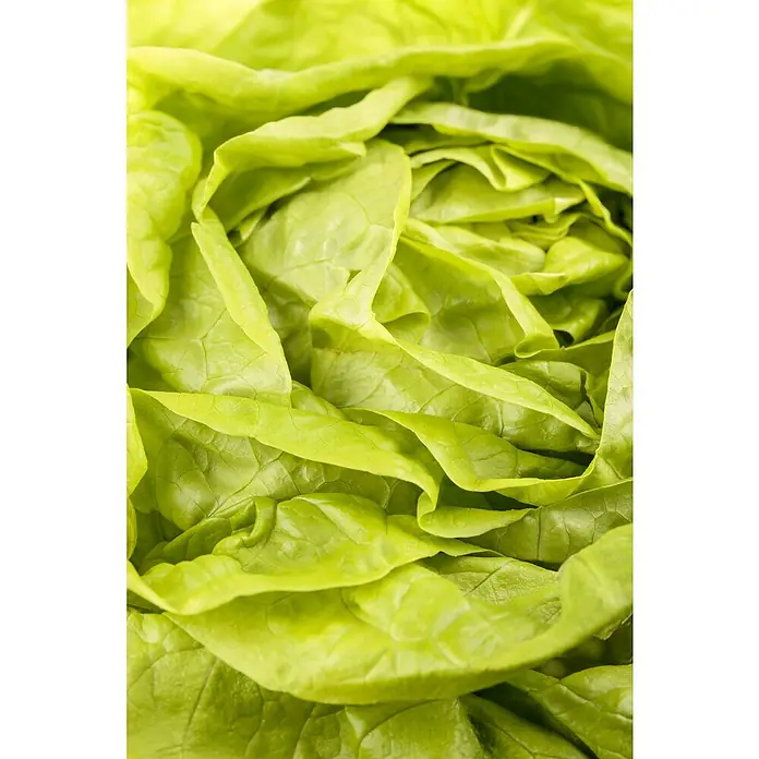 Piardino Gemüsepflanzen-Set Bio - 6 Stk., Lactuca sativa capitata, Erntezeit: April - Oktober - Detailaufnahme