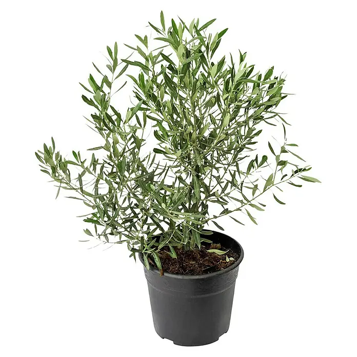 Piardino Olivenbusch - Olea europaea, Topfgröße: 20 cm, Aktuelle Wuchshöhe: 60 cm - Vorderansicht