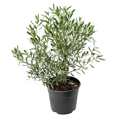 Piardino  Olivenbusch