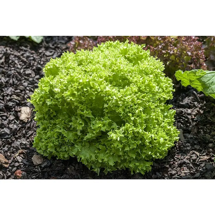 Piardino Pflücksalat Bio - Lactuca sativa var. crispa, Erntezeit: April - Oktober - Stimmungsaufnahme