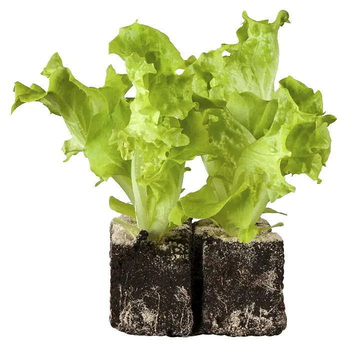Piardino Pflücksalat Bio - Lactuca sativa var. crispa, Erntezeit: April - Oktober - Vorderansicht