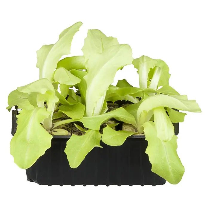 Piardino Kopfsalat Bio - Lactuca sativa var. capitata, Erntezeit: April - Oktober - Diagonale Ansicht