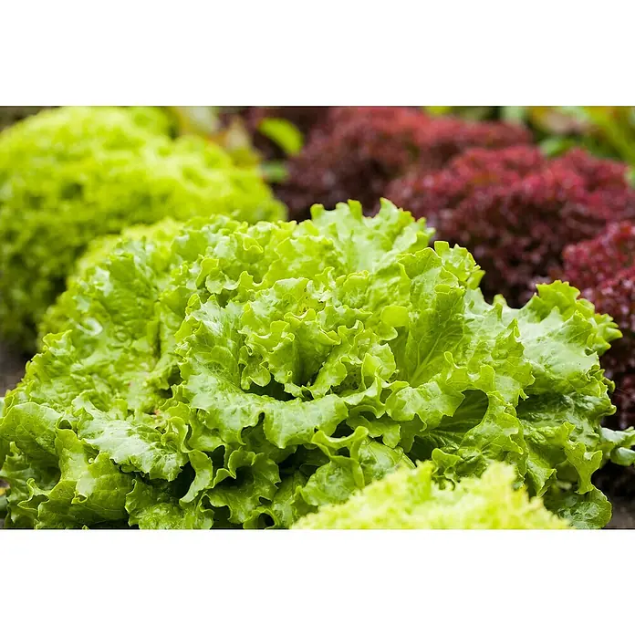 Piardino Pflücksalat Bio - Lactuca sativa var. crispa, Erntezeit: April - Oktober - Detailaufnahme