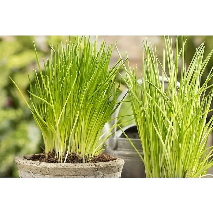 Piardino Gemüsepflanzen-Set Bio - 6 Stk., Allium schoenoprasum - Detailaufnahme