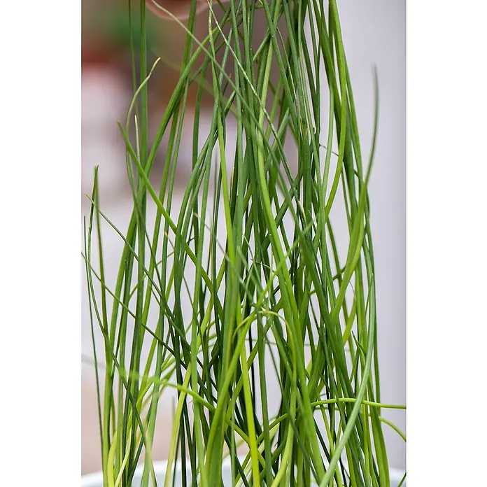 Piardino Gemüsepflanzen-Set Bio - 6 Stk., Allium schoenoprasum - Detailaufnahme
