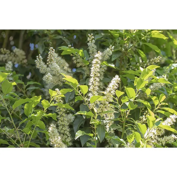 Piardino Portugiesische Lorbeerkirsche - Prunus lusitanica 'Angustifolia', Topfgröße: 23 cm - Stimmungsaufnahme