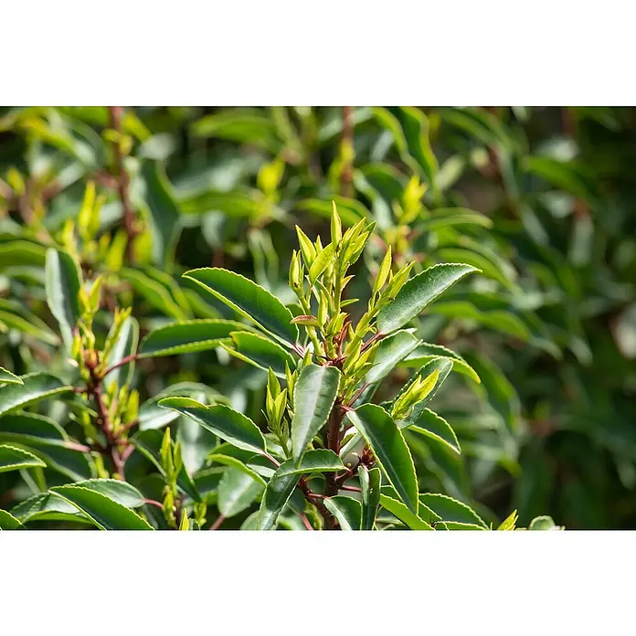 Piardino Portugiesische Lorbeerkirsche - Prunus lusitanica 'Angustifolia', Topfgröße: 23 cm - Detailaufnahme