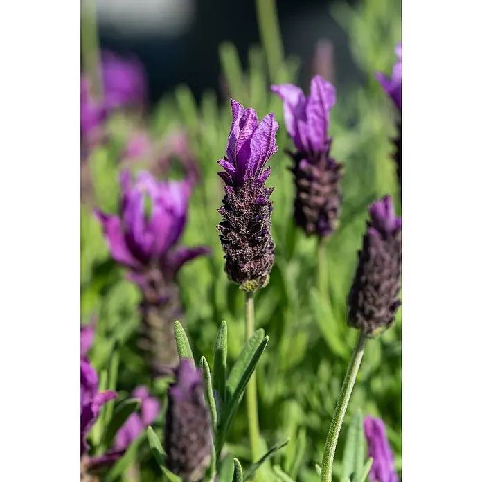 Piardino Schopflavendel - Lavandula stoechas, Topfgröße: 18 cm, Violett - Stimmungsaufnahme