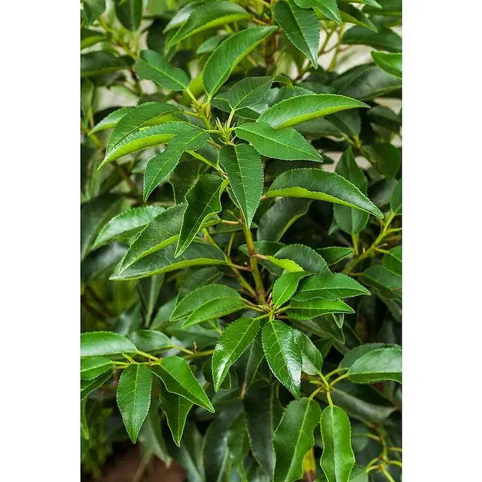 Piardino Portugiesische Lorbeerkirsche - Prunus lusitanica 'Angustifolia', Topfgröße: 23 cm - Stimmungsaufnahme