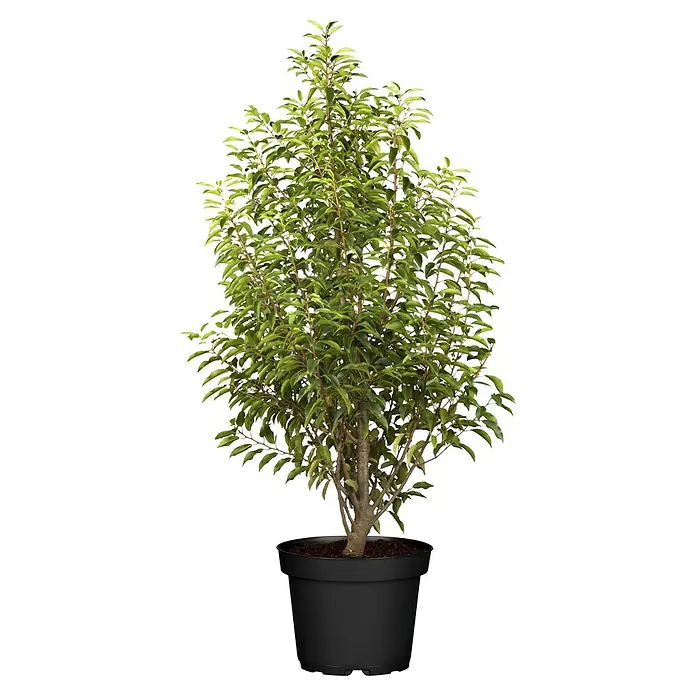 Piardino Portugiesische Lorbeerkirsche - Prunus lusitanica 'Angustifolia', Topfgröße: 23 cm - Vorderansicht