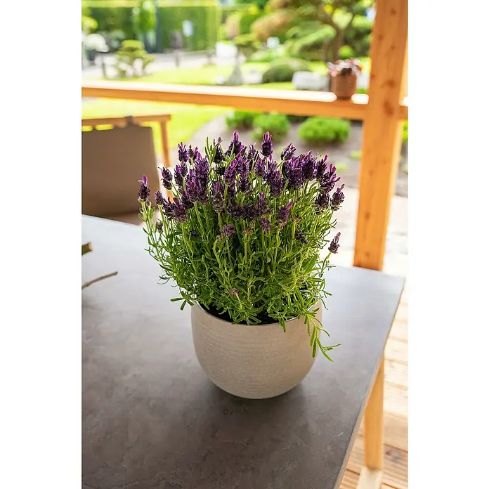 Piardino Schopflavendel - Lavandula stoechas, Topfgröße: 18 cm, Violett - Stimmungsaufnahme