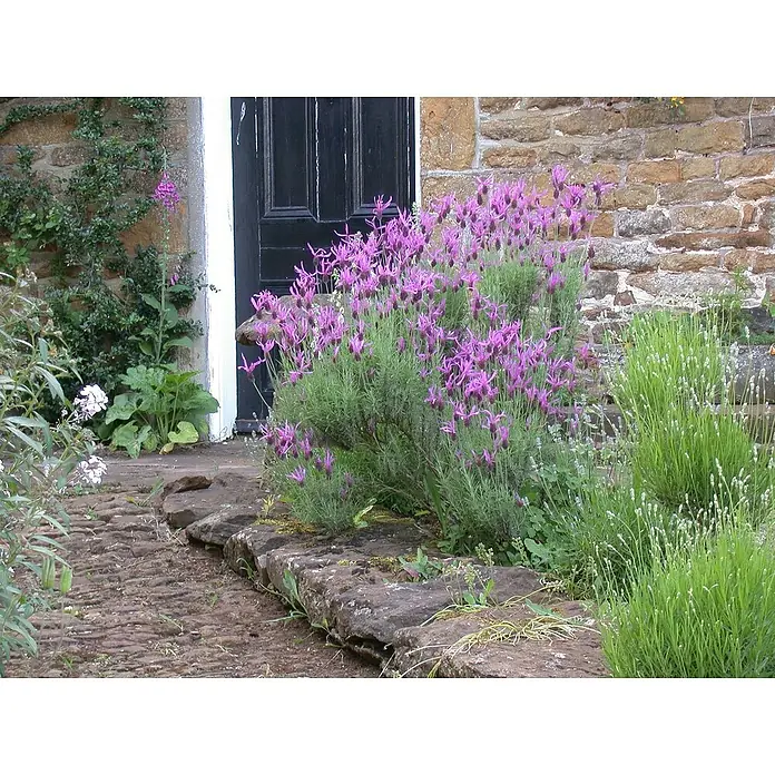 Piardino Schopflavendel - Lavandula stoechas, Topfgröße: 18 cm, Violett - Stimmungsaufnahme