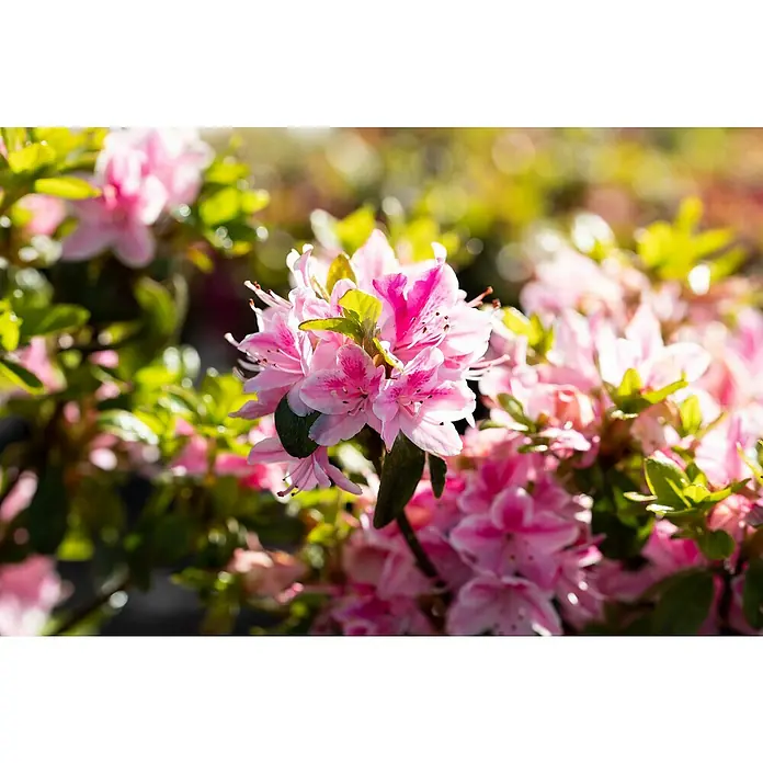 Piardino Großblumiger Rhododendron - Rhododendron hybride, Artenabhängig - Detailaufnahme