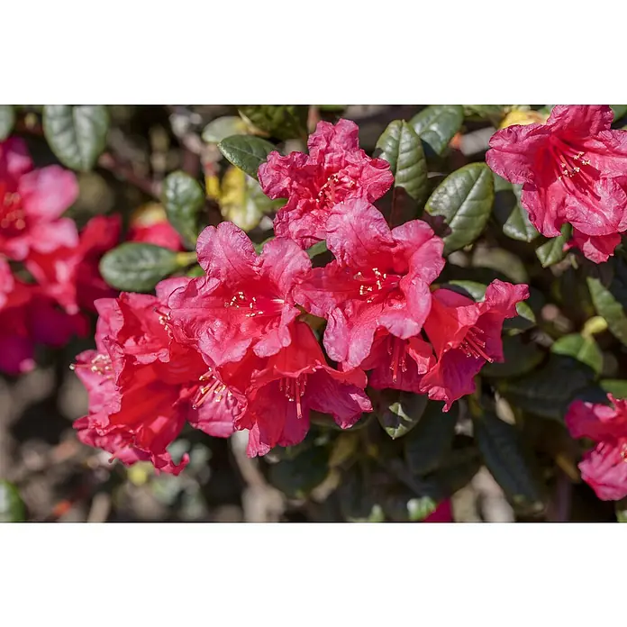 Piardino Großblumiger Rhododendron - Rhododendron hybride, Artenabhängig - Detailaufnahme